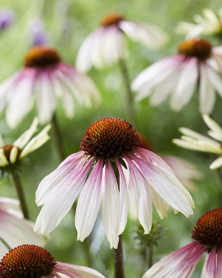 Echinacea Coneflower 'Pretty Parasols'