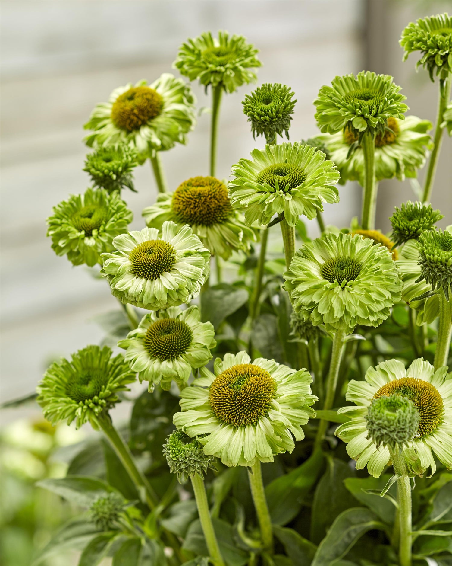 Echinacea 'Sunseeker Green Apple'