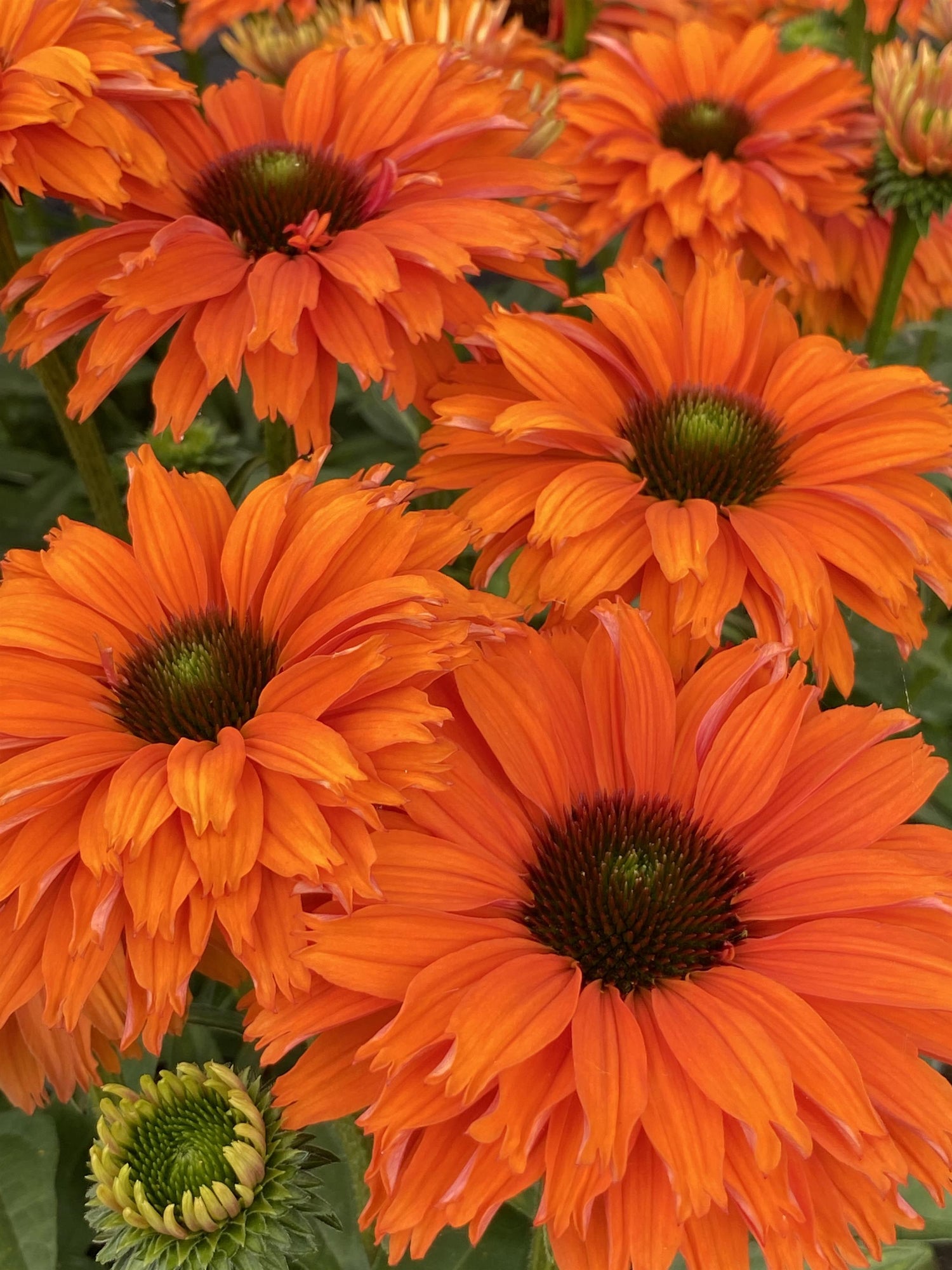 Echinacea 'Sunseeker Mineola'