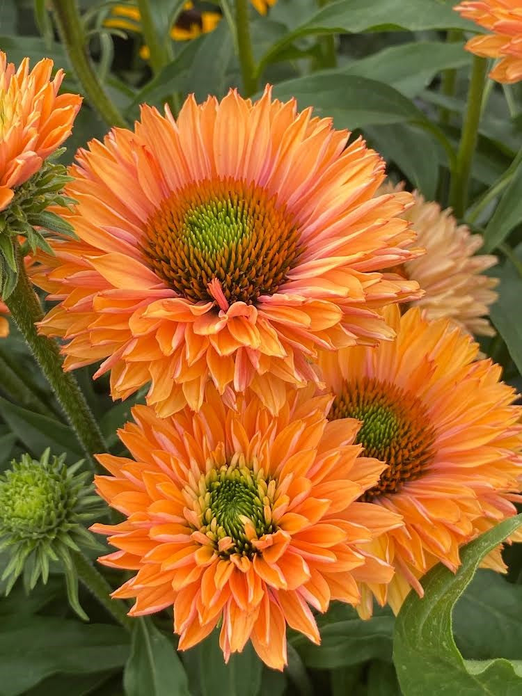 Echinacea 'Sunseeker Pumpkin Pie'