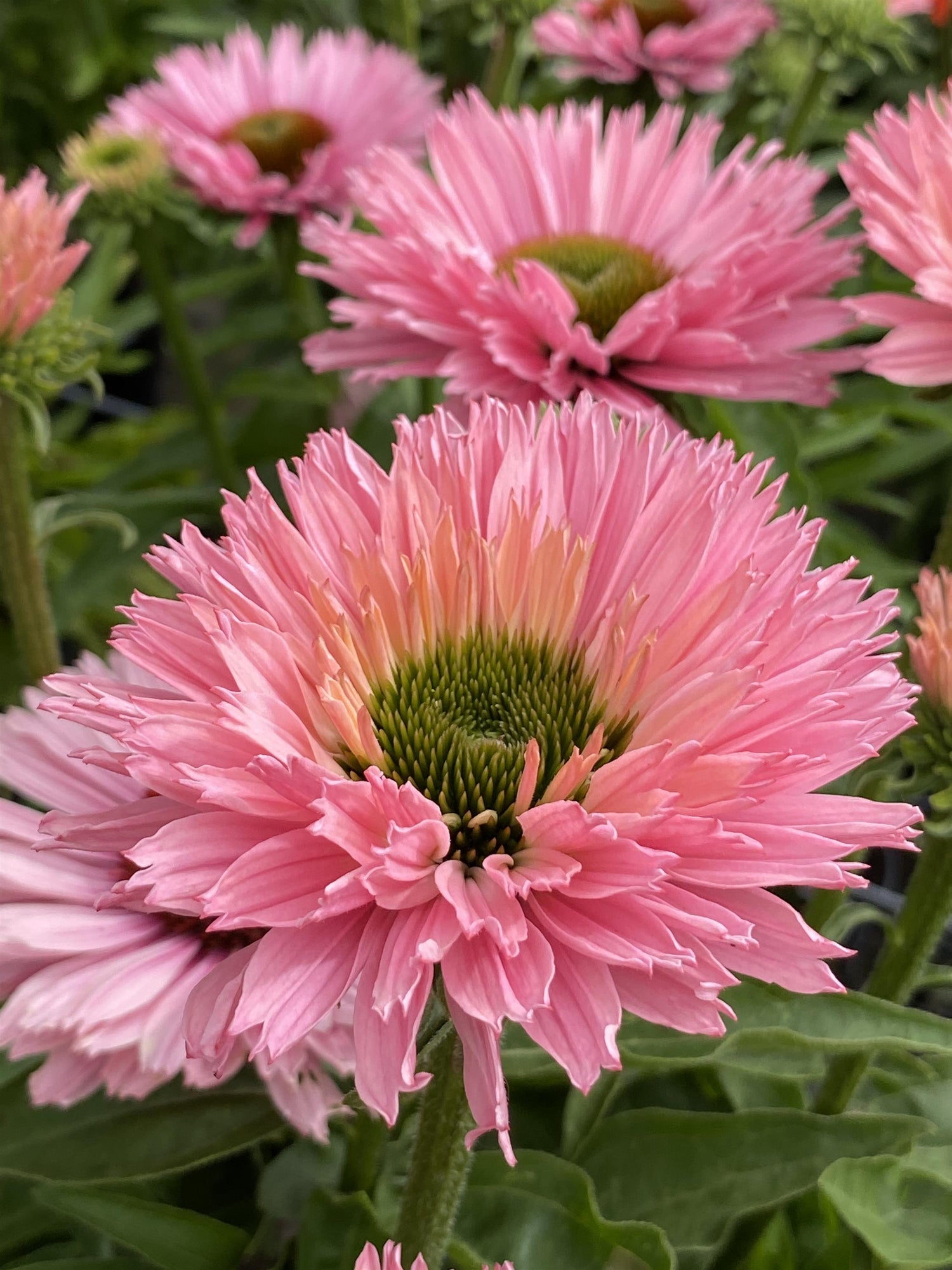 Echinacea 'Sunseeker Salmon'