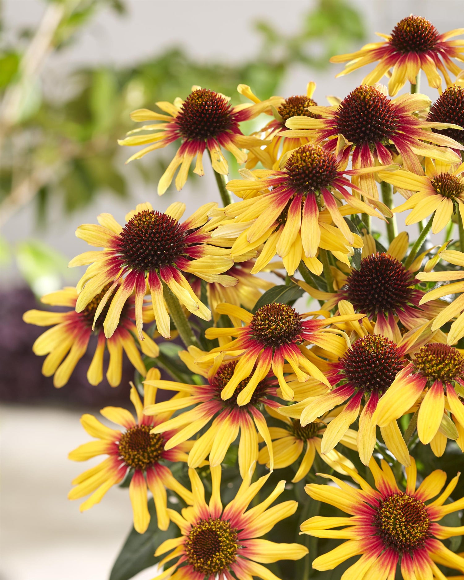 Echinacea 'Sunseeker Tequila Sunrise'
