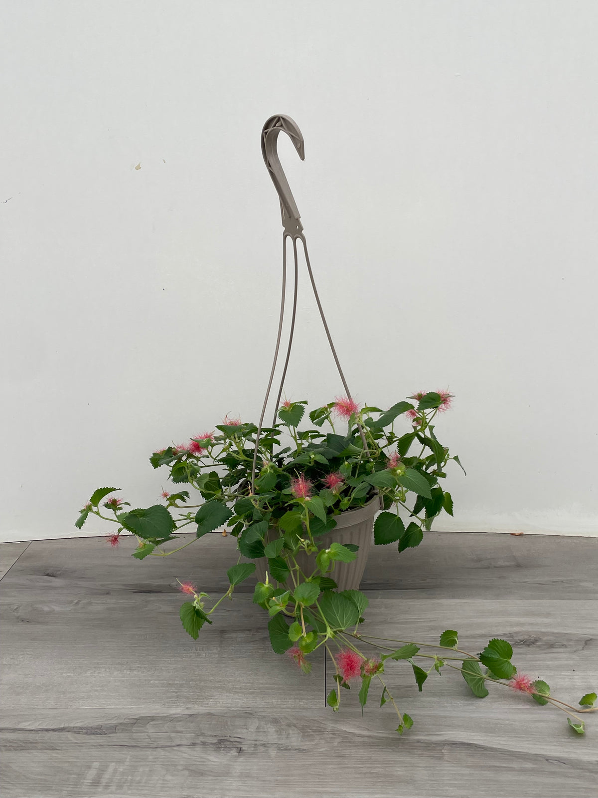 Chenille plant 6" HB