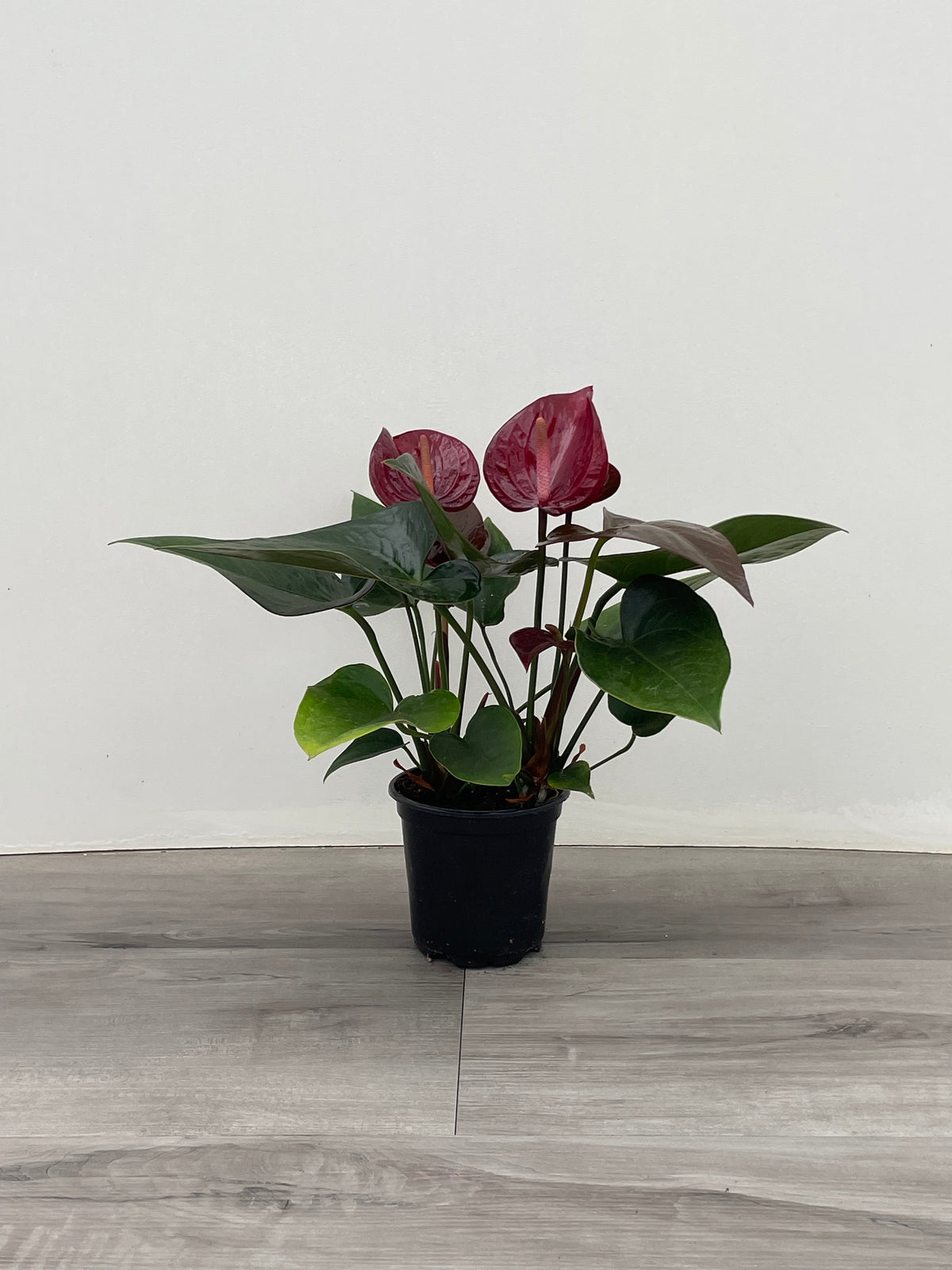 Anthurium 'Black Prince'