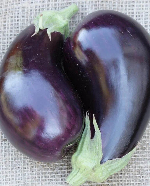 Traviata Organic Eggplant