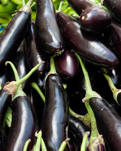 Long Purple Fingerling Eggplant