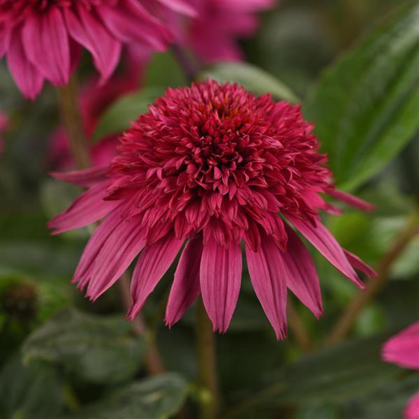 Echinacea 'Double Scoop Watermelon'