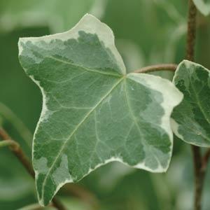 English Ivy 'Glacier'