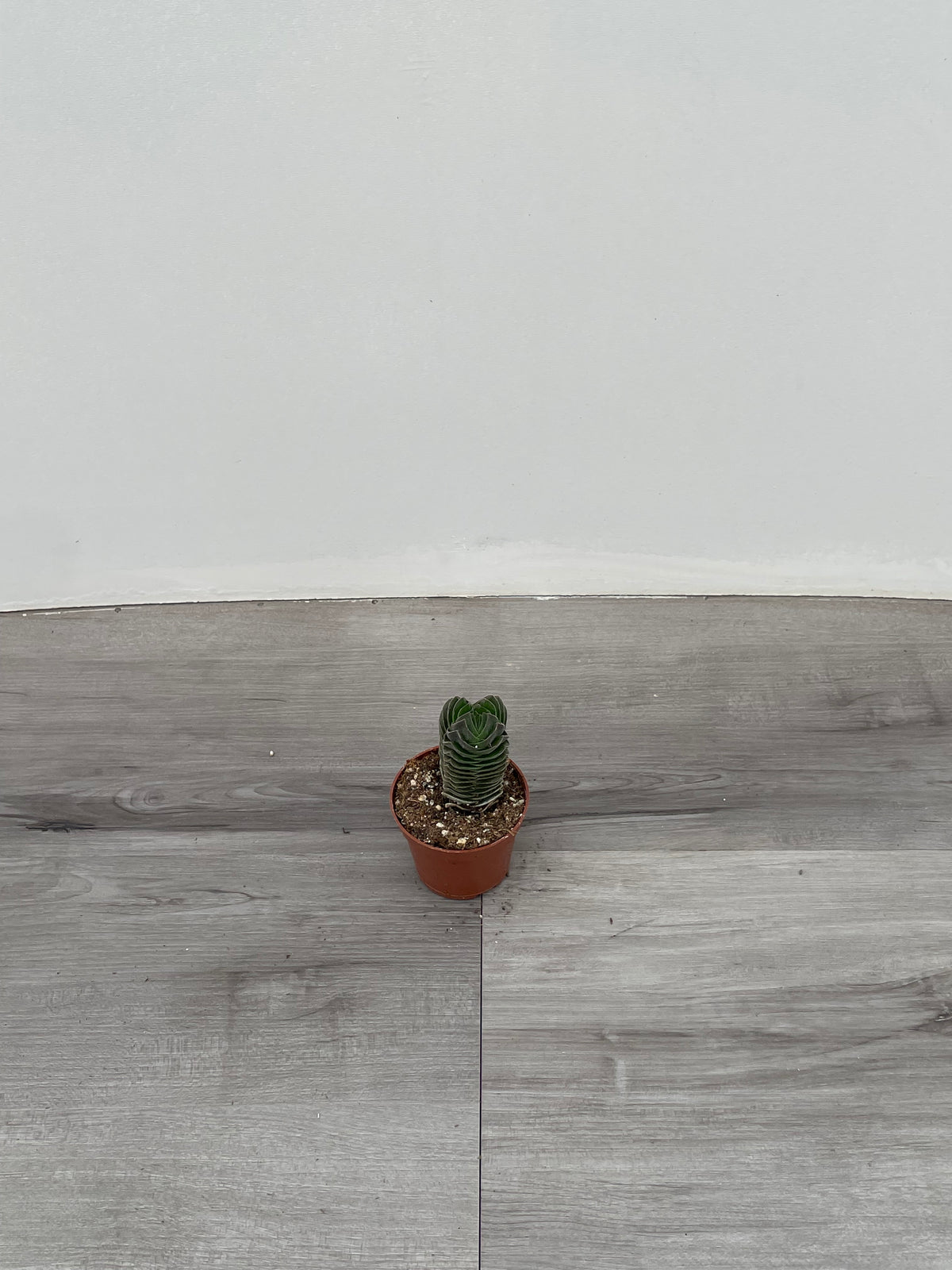 Crassula 'Buddha Temple'