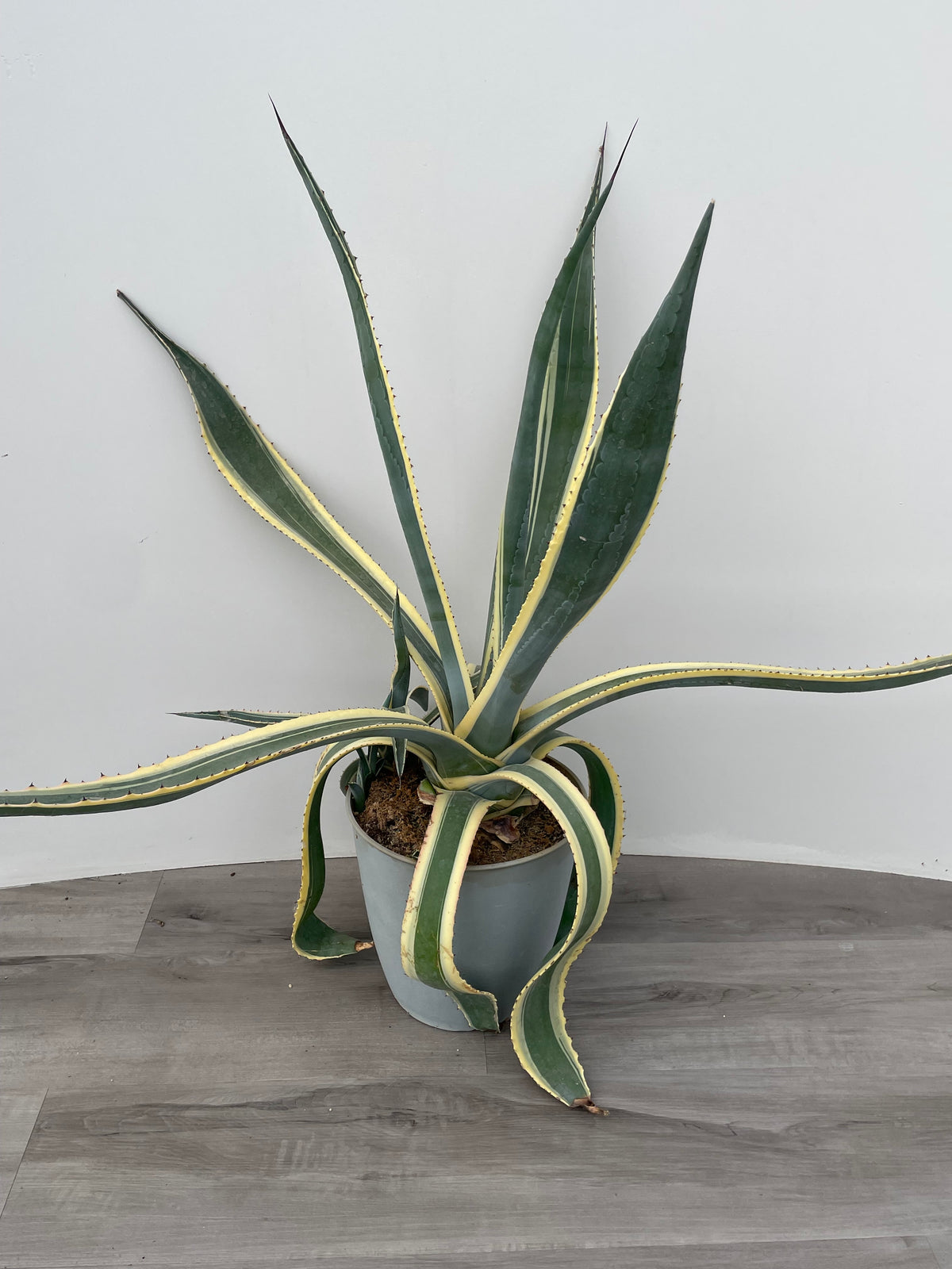 Agave 'Variegated'