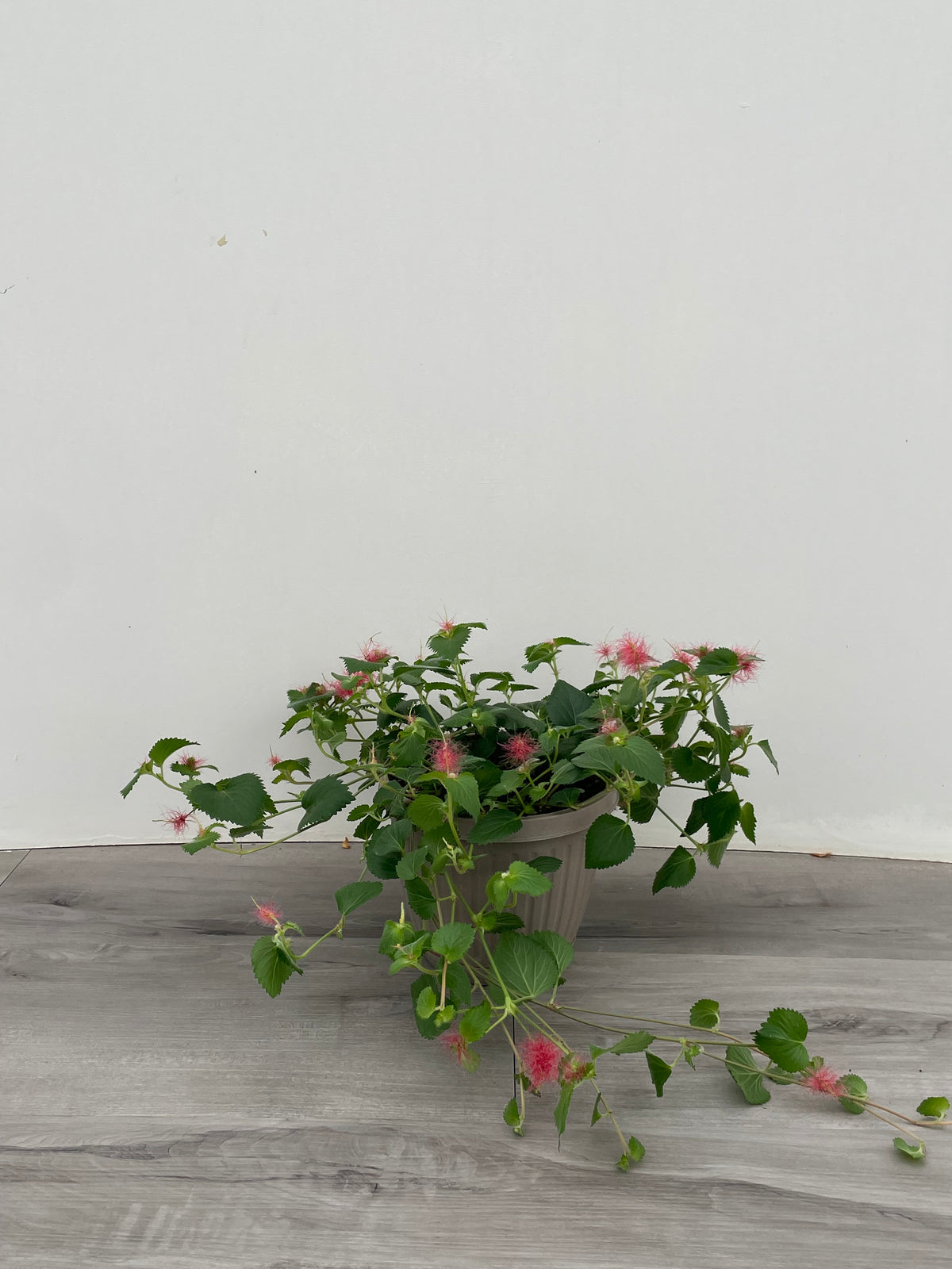 Chenille plant 6" HB