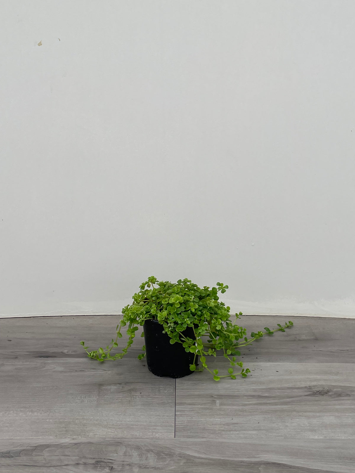Pilea 'Baby Tears'