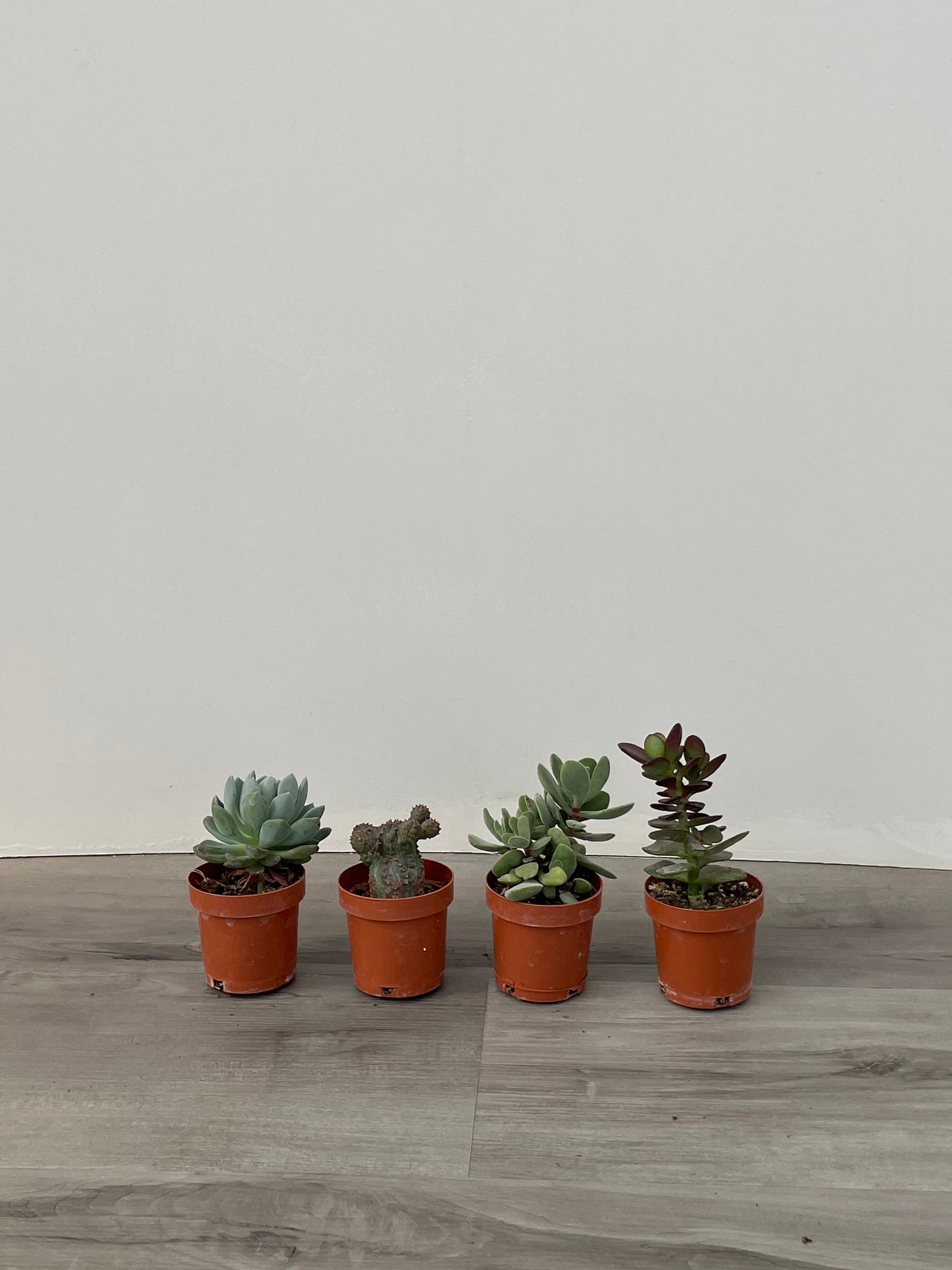 2.5" Assorted Succulents