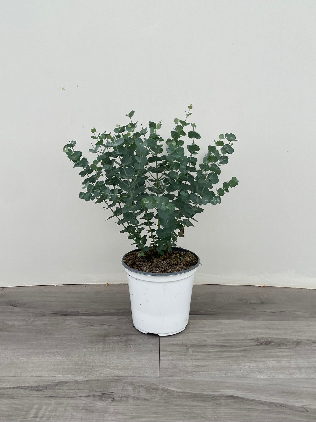 Eucalyptus 'Baby Blue' potted