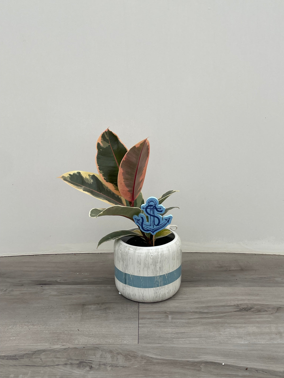 Bouy pot w/ plant