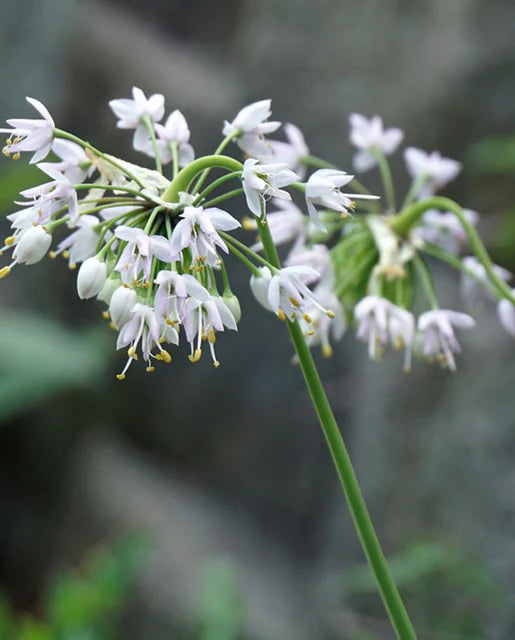 Allium Nodding Wild Onion Seeds