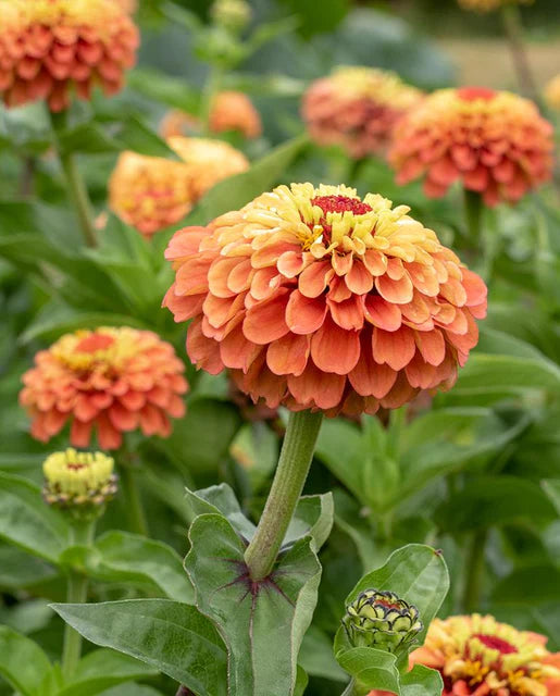 Queeny Lime Orange Zinnia