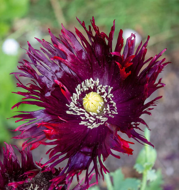 Black Swan Poppies