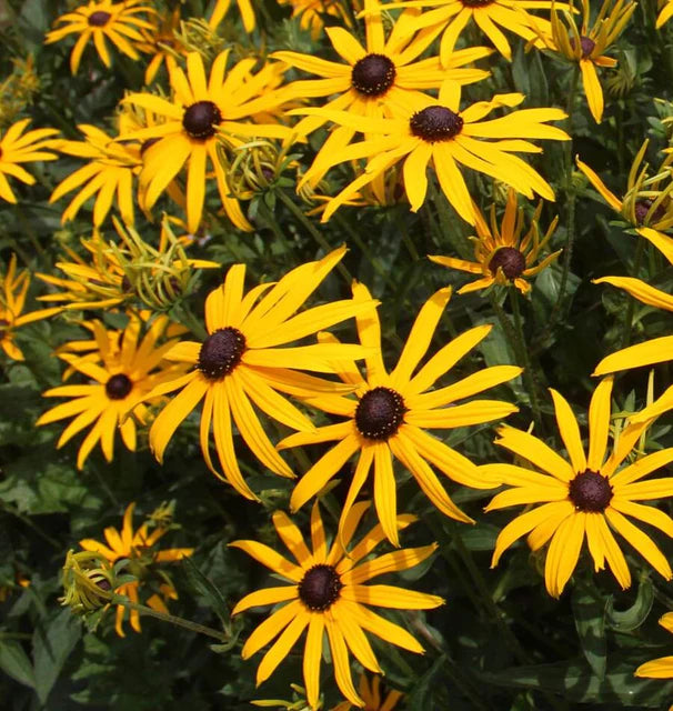 Black Eyed Susan Rudbeckia