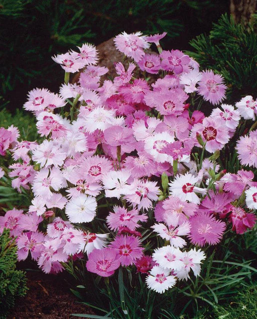 Sweetness Dianthus