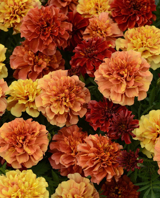 Strawberry Blonde Marigold