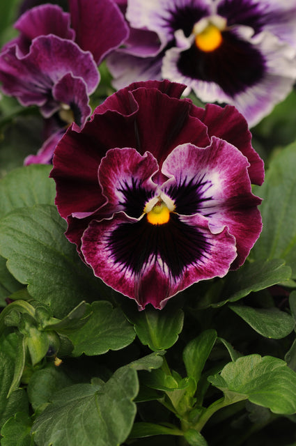 Frizzle Sizzle Raspberry Pansy