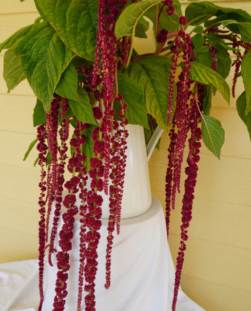 Love-Lies-Bleeding