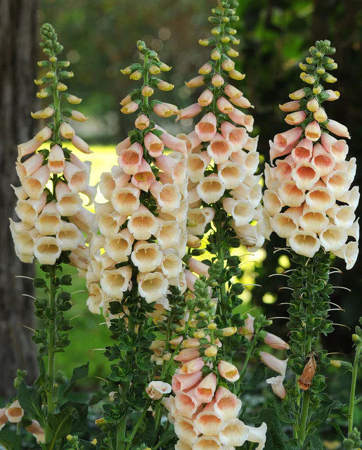 Dalmation Peach Foxglove