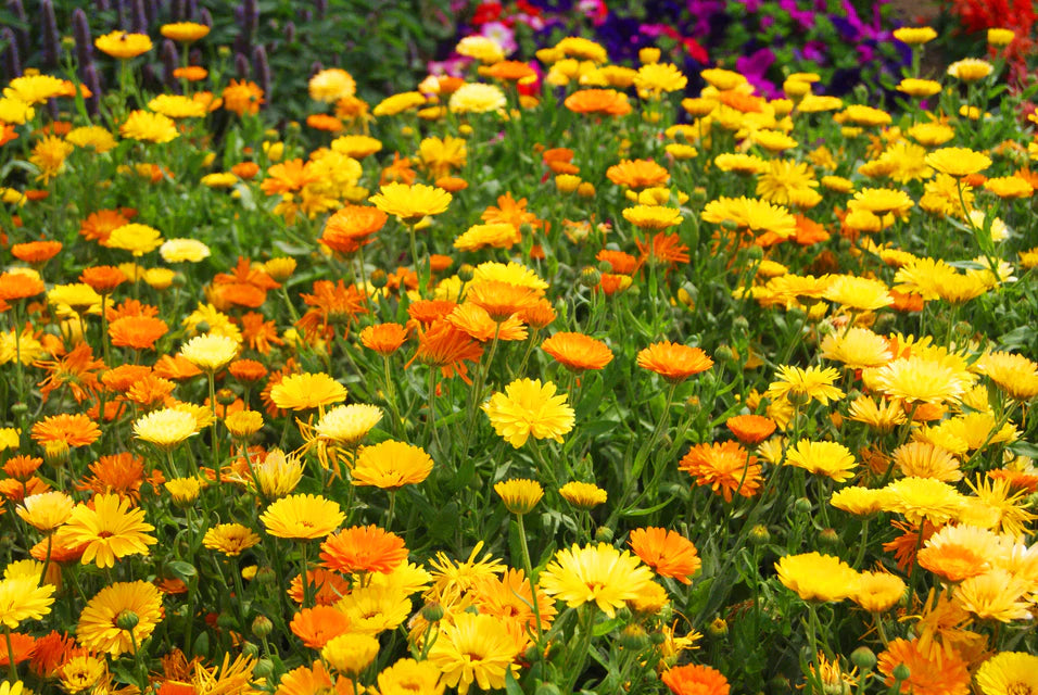 Pacific Beauty Mix Calendula
