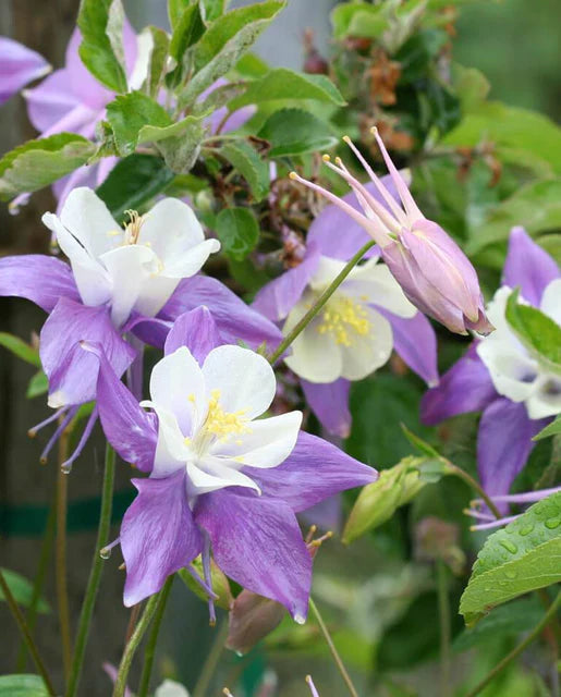 McKana's Giant Mix Columbine