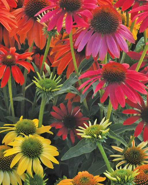 Cheyenne Spirit Mix Coneflower Echinacea