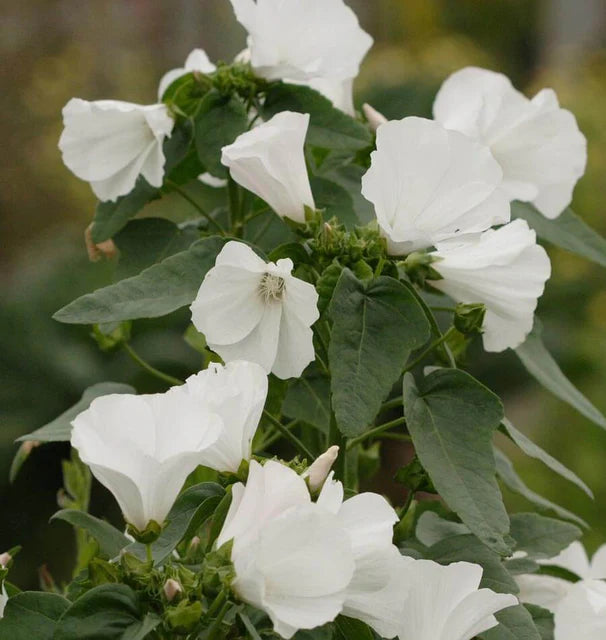 Mont Blanc Lavatera