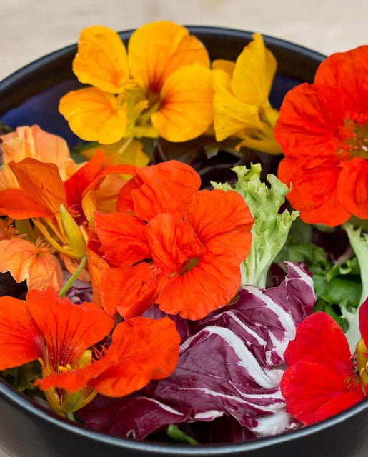 Salad Blend Nasturtium