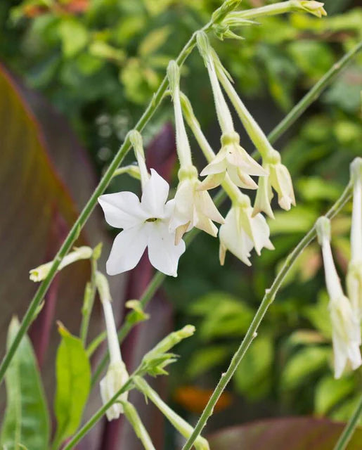 Jasmine Tobacco Nicotiana