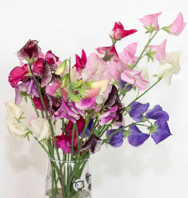 Spencer Ripple Formula Mix Sweet Pea