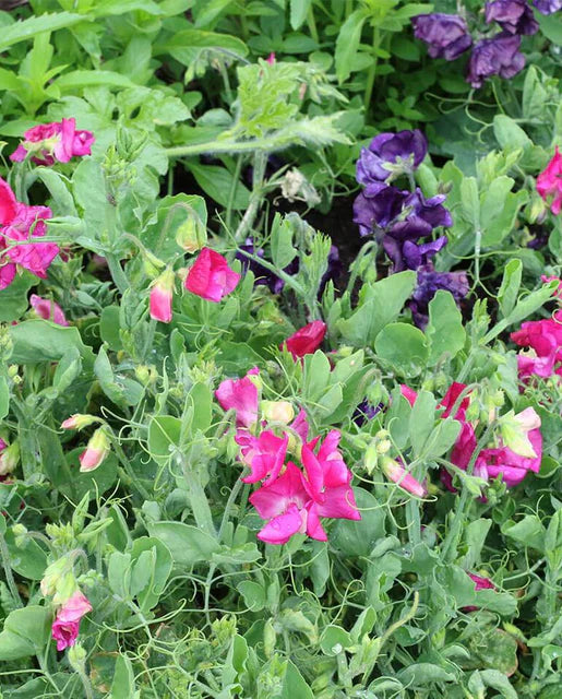 Patio Mix Sweet Pea