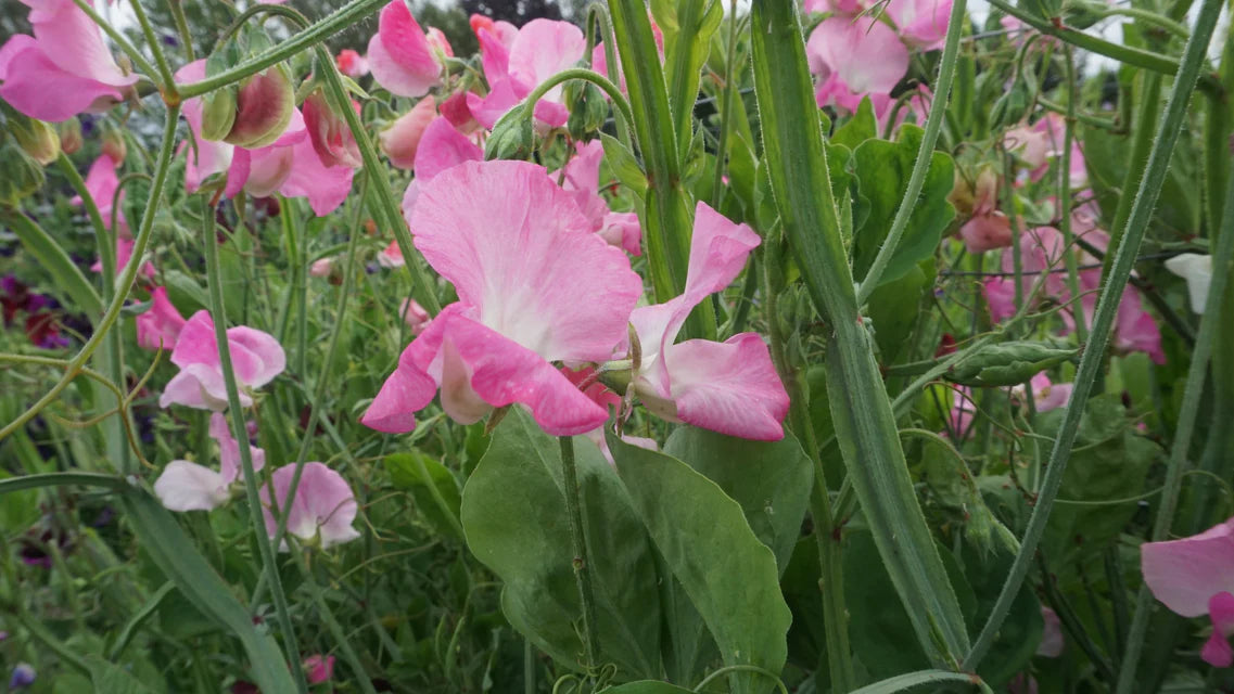 Royal Family Rose Pink Sweet Pea