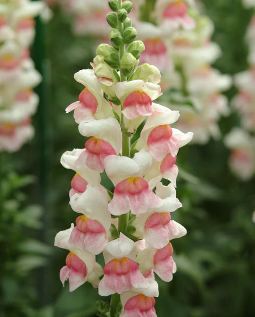Potomac Apple Blossom Snapdragon