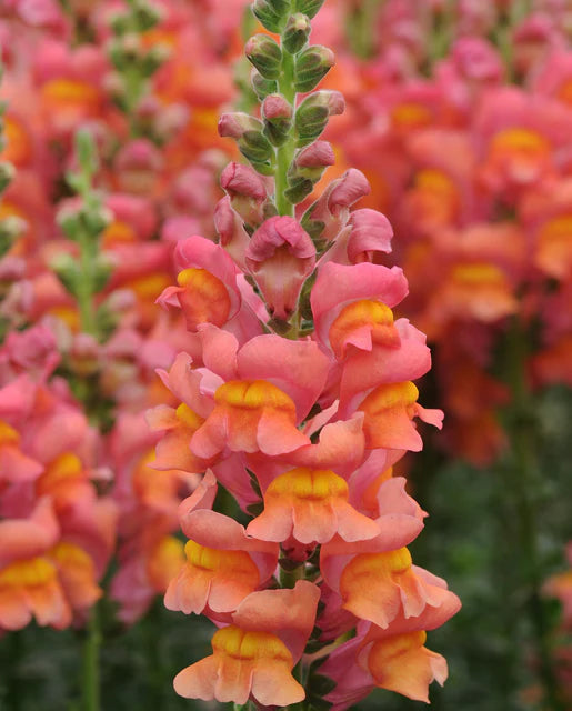 Potomac Orange Snapdragon