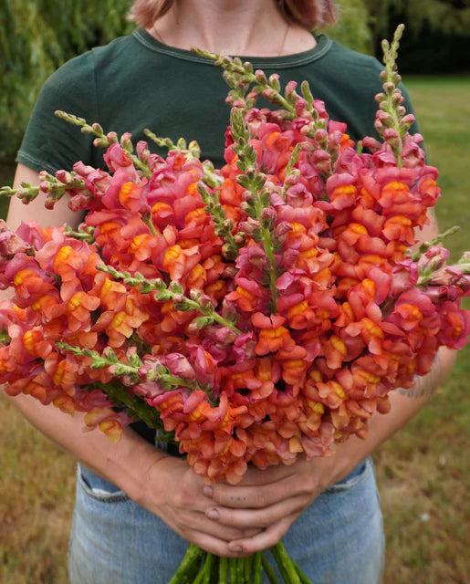 Potomac Orange Snapdragon