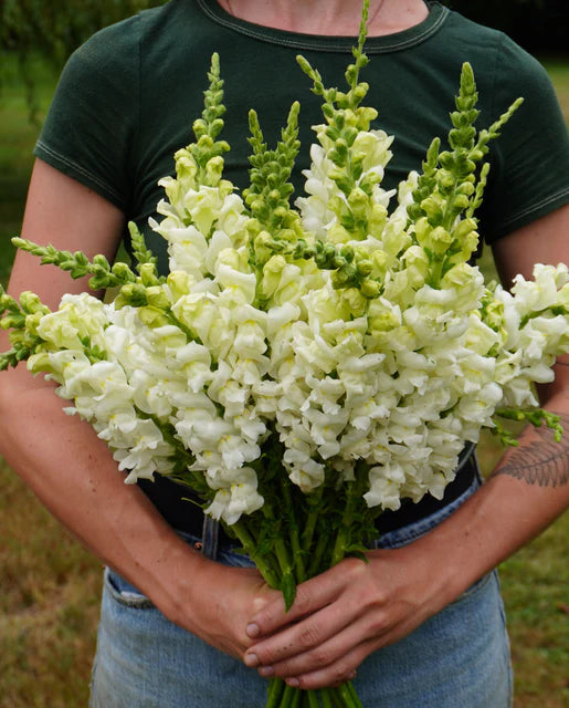Potomac Ivory White Snapdragon