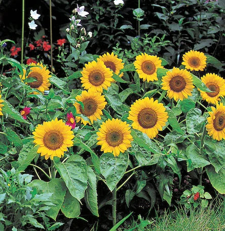 Big Smile Sunflower