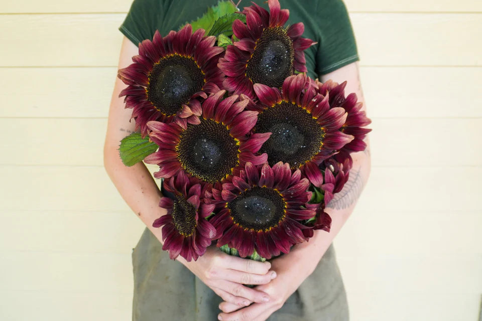 Pro Cut Red Sunflower
