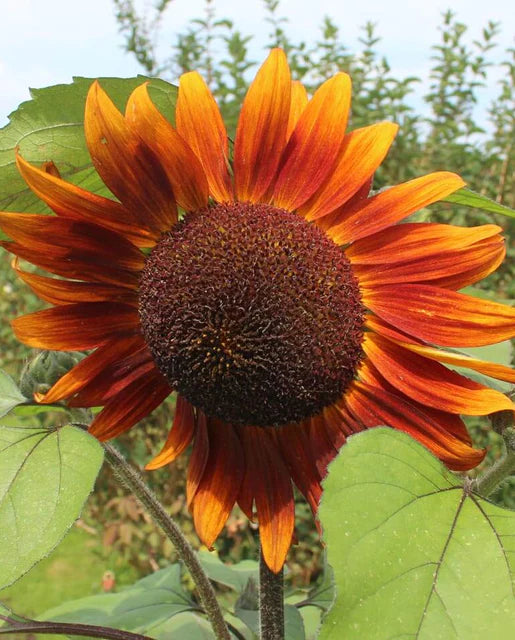 Velvet Queen Sunflowers - West Coast Seeds