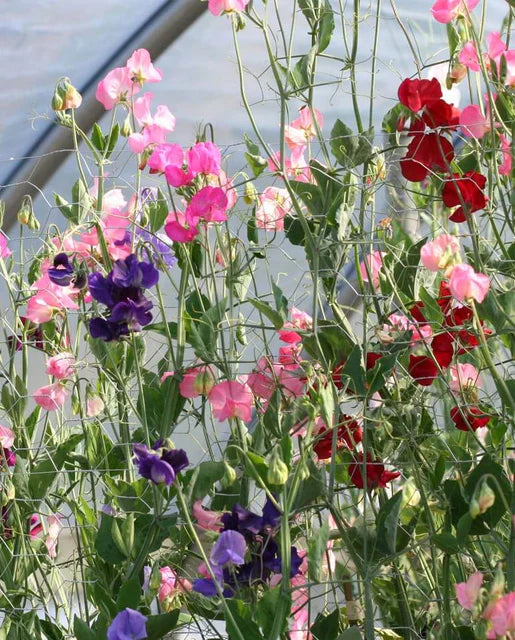 Mammoth Blend Sweet Pea