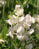 High Scent Sweet Pea - West Coast Seeds