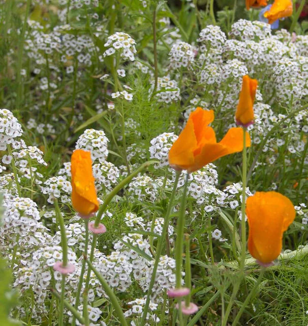 Beneficial Insect Blend wildflower