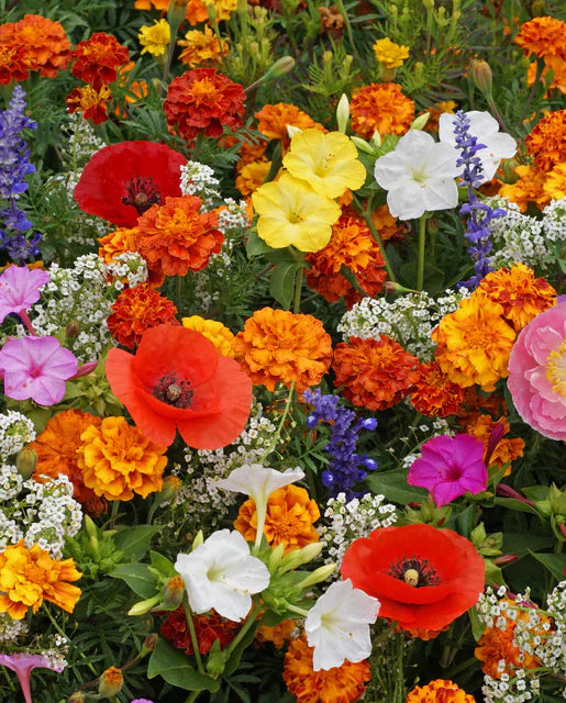 Deer Resistant Wildflower Mix