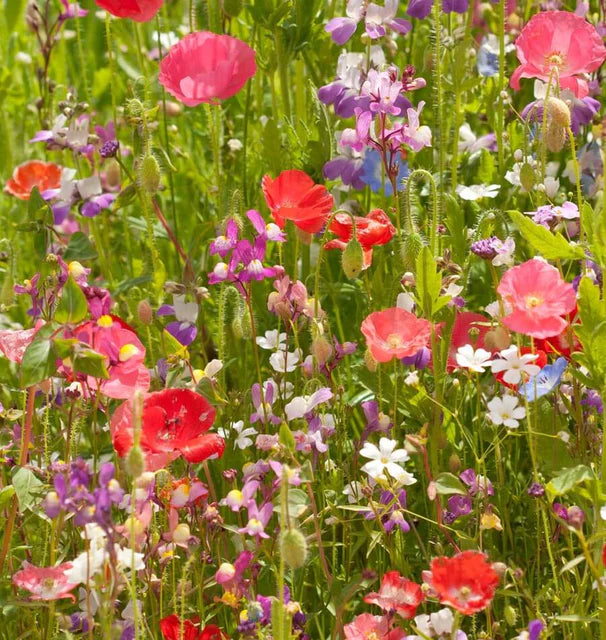 Partial Shade Mix wildflower