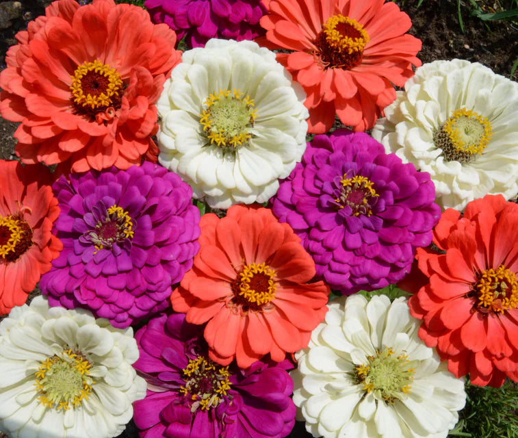 Under the Sea Zinnia